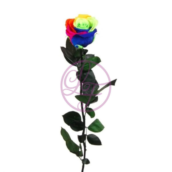 Rosa Preservada Multicolor Grande