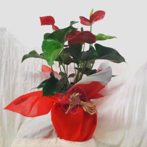 Anthurium Rojo
