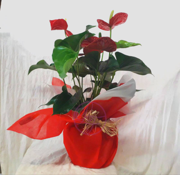 Anthurium Rojo