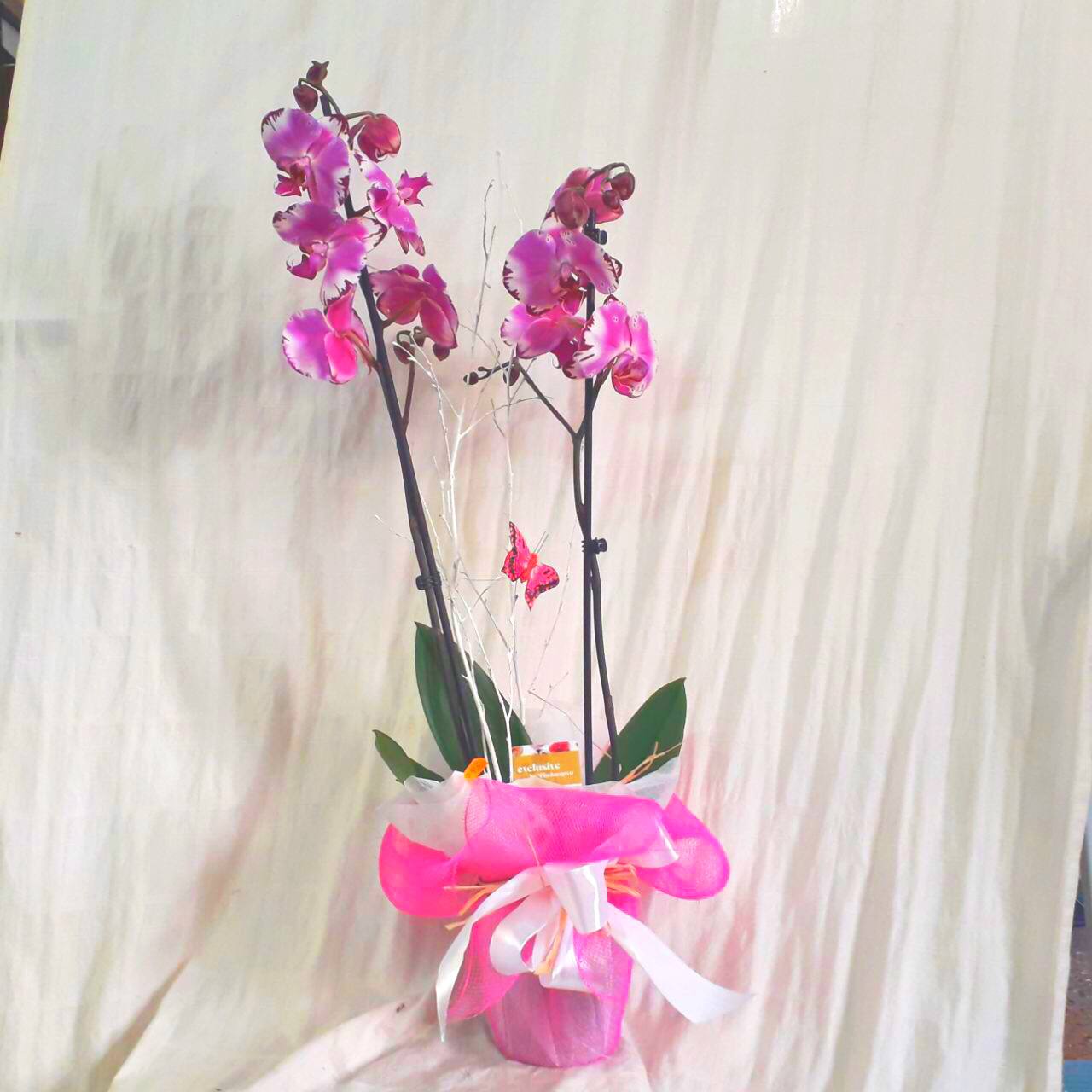 Orquídea Phalaenopsis Rosa – Floristería la Fulla